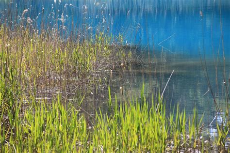 Imagen Gratis Agua Hierba Naturaleza Reflexi N Lago Paisaje