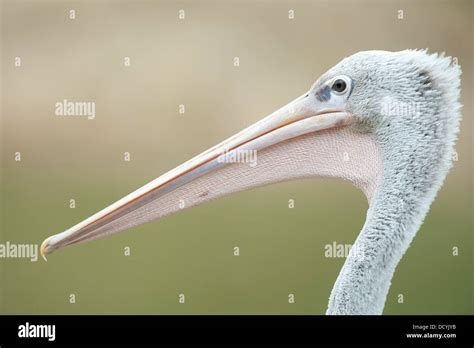 Pink Backed Pelican Pelecanus Rufescens Stock Photo Alamy