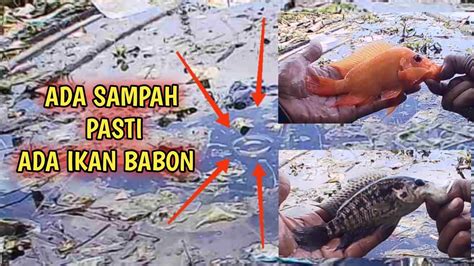 DIBAWAH SAMPAH TERNYATA SARANG IKAN BABON Mancing Ikan Red Devil