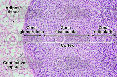 Adrenal Cortex Histology