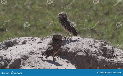 Burrowing Owl Athene Cunicularia Pantanal Brazil Stock Footage