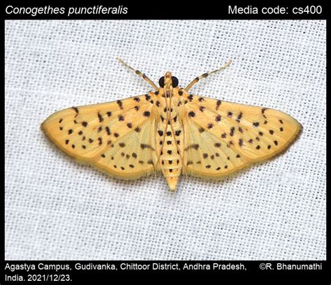 Conogethes punctiferalis (Guenée, 1854) - Yellow Peach Moth | Moths