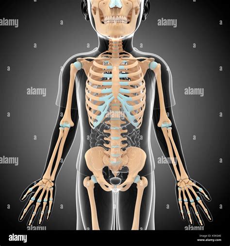 Illustration of a child's skeleton Stock Photo - Alamy