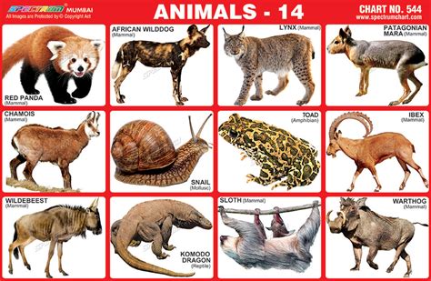 Herbivorous Animals Chart