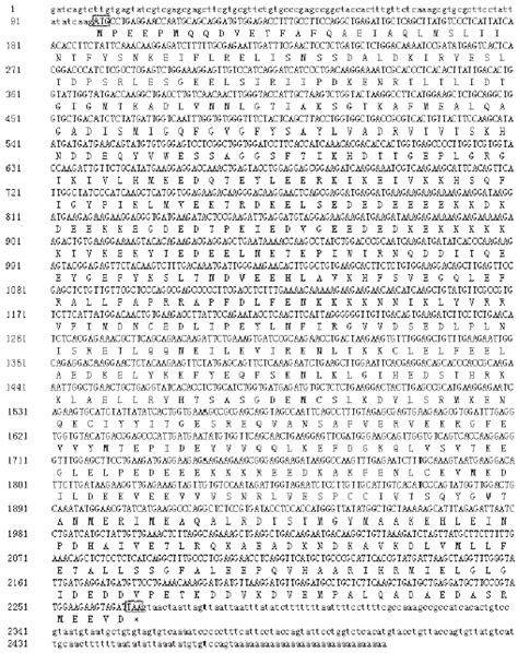 The Cdna And Deduced Amino Acid Sequence Of Hsp90 Of Panonychus Citri Download Scientific