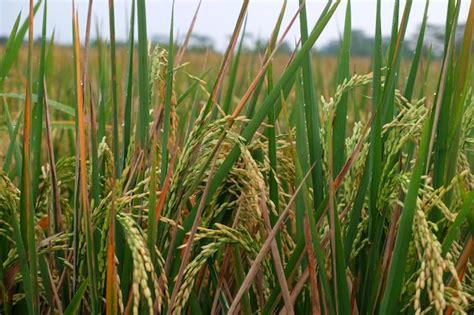 Un Campo De Arroz Verde Y Naranja Con El Sol Brillando Sobre La Hierba