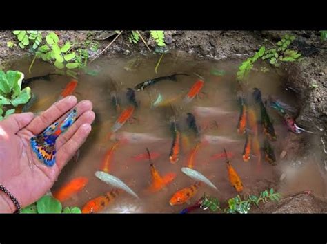 Find Colorful Ornamental Fish Koi Fish Goldfish Catfish Snakehead