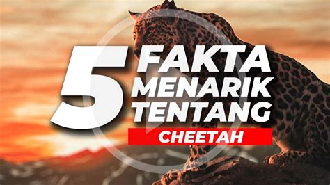 Fakta Menarik Tentang Cheetah Youtube