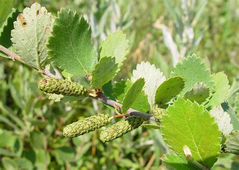 Betula Pumila Bog Birch Swamp Birch Go Botany