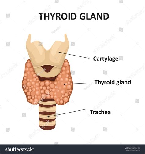 Diagram Thyroid Gland Stock Vector Royalty Free Shutterstock