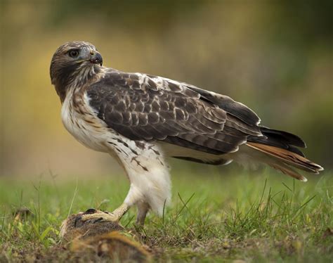 Red-Tailed Hawk - Alabama Cooperative Extension System