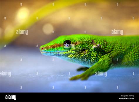 Green gecko lizard Stock Photo - Alamy