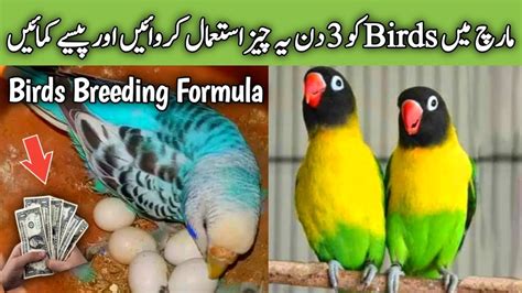 Budgies Breeding Formula Budgies Parrots Natural Breeding Formula