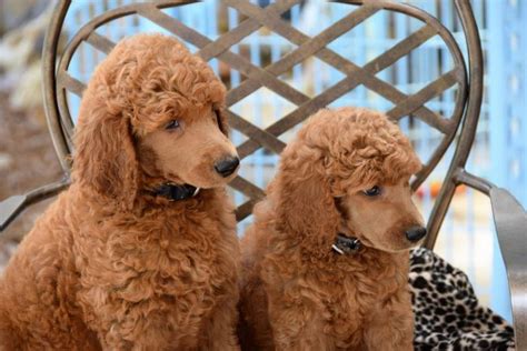 Perros De Raza Pequeña Con Pelo Rizado Perrosrazapequeña