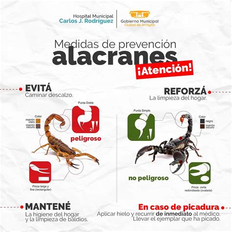 Alacranes Medidas De Prevenci N Arroyitoyelmundo