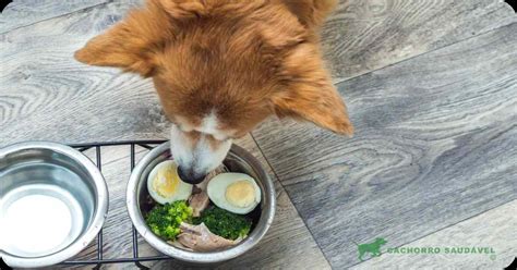 Cachorro Pode Comer Ovo Cozido Descubra os benefícios e dicas