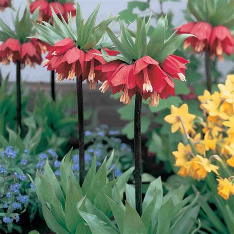 Trees Planet Fritillaria Imperialis Crown Imperial