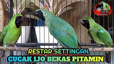 Restar Settingan Cucak Ijo Bekas Pitamin YouTube