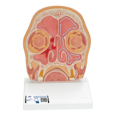 Anatomy Of Sinuses In Head Anatomical Charts And Posters