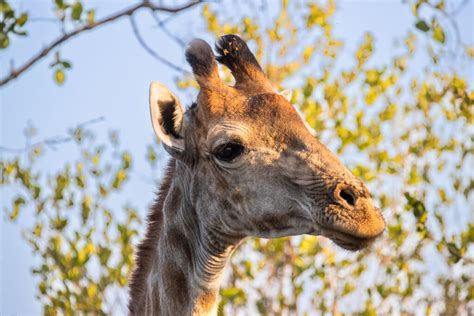 Giraffes Of Southern Africa Ray Brown Wildlife Photography Ray