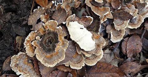 False Turkey Tails North Texas Dfw Album On Imgur