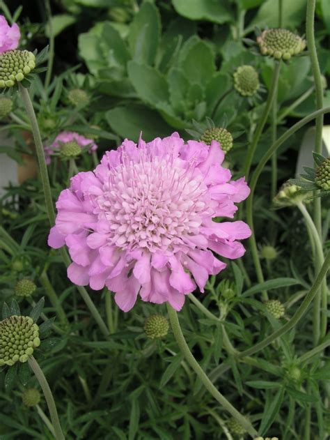 Scabiosa Columbaria Pink Mist Pincushion Flower Garden Center Marketing