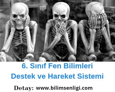 S N F Rencileri I In Destek Ve Hareket Sistemi Zeti