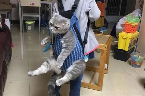 又惊现虐猫变态竟然把猫吊到椅子上勒猫的蛋蛋 虐猫 猫 猫咪 新浪新闻