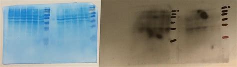 Can You Show The Picture Of Your Worst Western Blot And