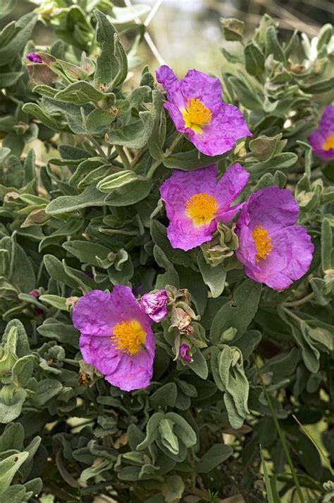 White Leaved Rock Rose Cistus Albidus Photograph By Bob Gibbons Pixels