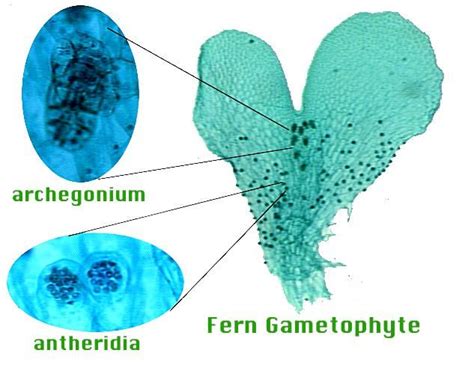 Fern Gametophyte W Antheridia And Archegonia W M Plant Diversity I Bryophytes And