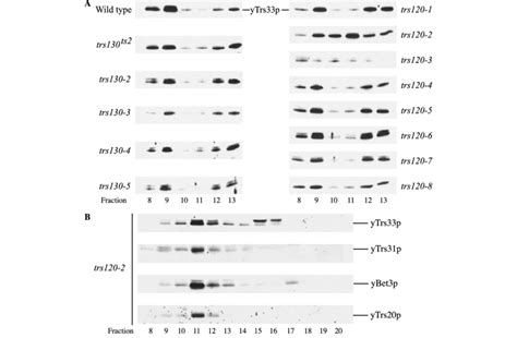 The Integrity Of The Trappii Complex Is Disrupted In Trs120 Mutants Download Scientific