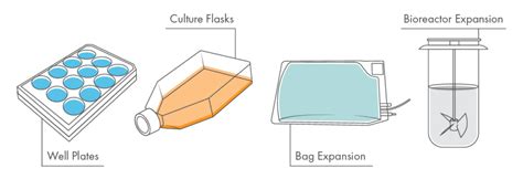 What Is Cell Expansion T Cell Expansion Methods Explained