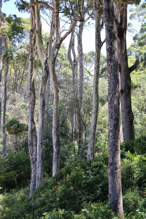 Pin by Dawn Woodin on trees | Landscape trees, Australian native plants ...