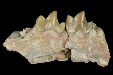 Rare, 1.35" Fossil Bear Dog (Daphoenus) Jaw Section - South Dakota ...