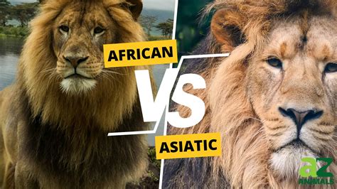 Understanding The Two Lion Subspecies Asiatic And African Lions A Z