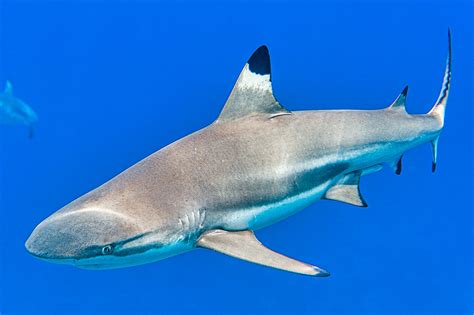 Blacktip Reef Shark Male Carcharhinus Melanopterus Flickr