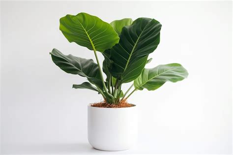 Premium AI Image A Plant In A White Pot With A Large Green Leaf