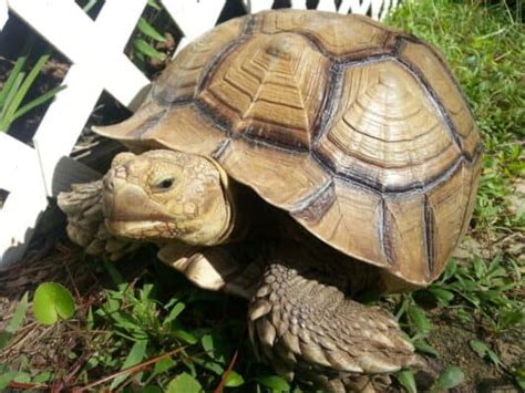 Male Vs Female Sulcata Tortoise Whats Their Difference A Z Animals