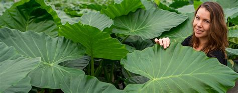 Kamerplanten Met Groot Blad Kopen Planten Nl