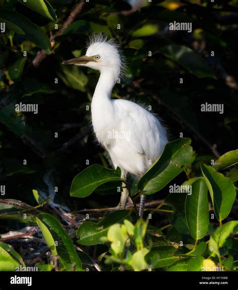 Cattle Egret Chick Looking Cute With Its Fuzzy Head And Baby Blue Eyes