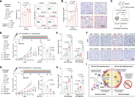 Ccl Dendritic Cells Potentiate Clinical Benefit Of Anti Pd L