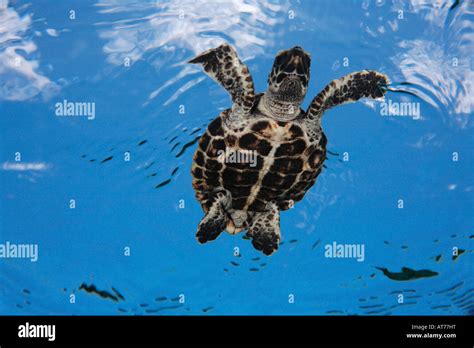 Hawksbill Hatchling Hi Res Stock Photography And Images Alamy