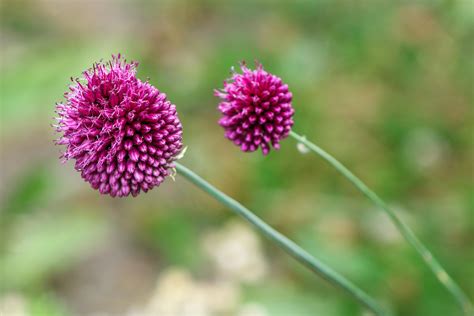 Allium Sphaerocephalon Drumstick Ornamental Onion From Leo Berbee