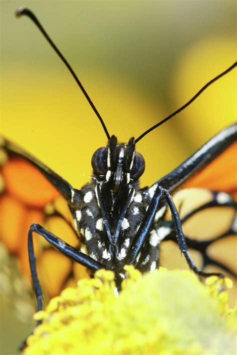 Butterfly Close Ups Butterfly Nightmares