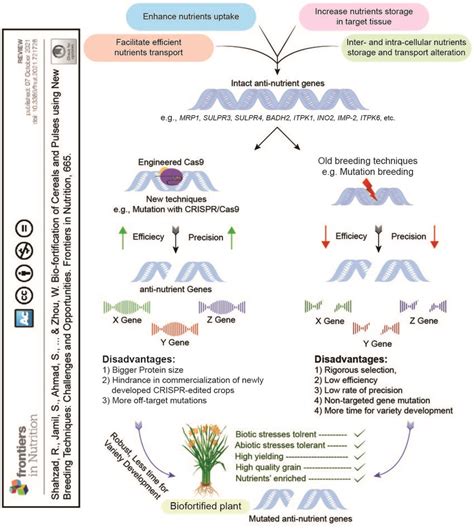 Crispr Cas System Mediated Targeted Genome Editing For Biofortification Download Scientific