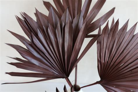 Dried Sun Palm Leaf Fans Flowerfantasee