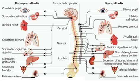 Saraf Simpatik Dan Parasimpatik Berbagi Informasi