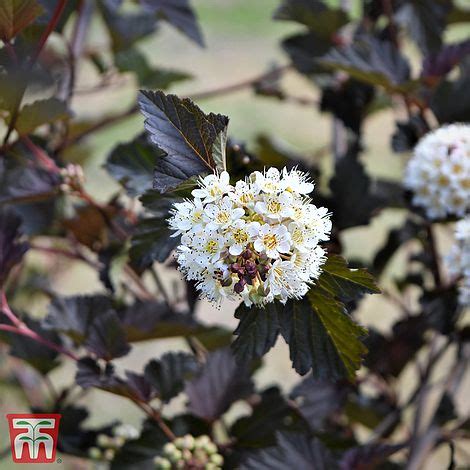 Physocarpus Opulifolius Midnight Plants Thompson Morgan