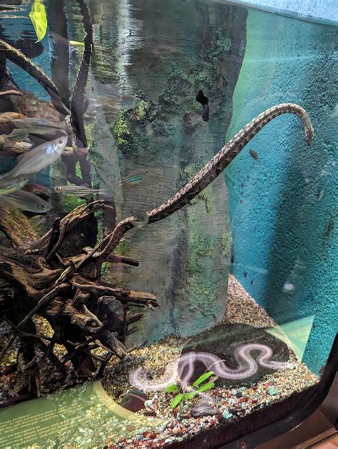 What is this snake at the Shedd Aquarium? Native to SE Asia. : r ...